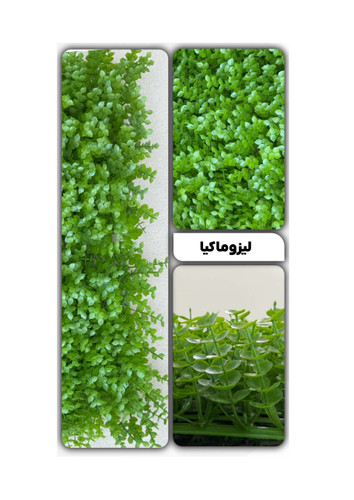 گرین وال لیزوماکیا 50*50 سانتیمتر کد 9120